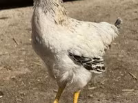 Chickens — foto 1