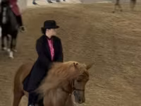 குதிரை, Rocky Mountain Horse — புகைப்படம் 4