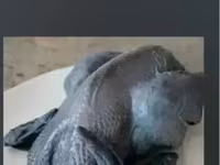 爪哇黑鸡 — 照片 2
