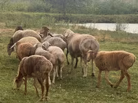 Pecora, Pecore — foto 3