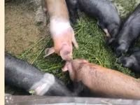 Babi hutan, Дюрок — foto 2