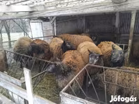 암양, Texel sheep — 사진 1