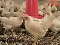 Chickens — foto 2