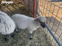 Vædder, Shroshire sheep — foto 2