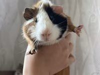 Ginepig +yuvasş + su qabısı ile birlikde sadece 60 manat Məhsul — fotografija 1