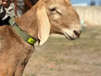 Vædder, Arashan sheep — foto 1