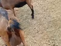 Ямаа, Saanen goat — 8 зураг