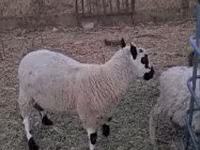 แกะตัวผู้, Cerry Hill sheep — รูปภาพ 4