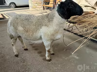 قوچ, Dorper sheep — عکس 4
