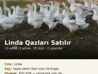 Linda — photo 1
