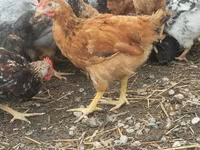 Chickens — foto 2