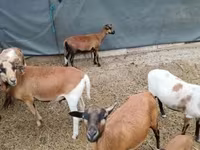 Får, Cameroon sheep — foto 3