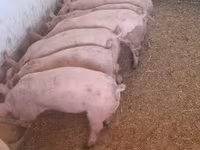 Babi betina — foto 4