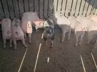Scrofa, Maiali — foto 3