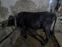 Ցուլ, Ալատաուսկի ցեղատեսակ — լուսանկար 1
