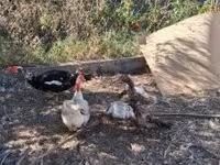 Ducks — 照片 3