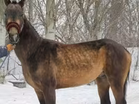 Cavalo, Akhal-Teke — foto 8