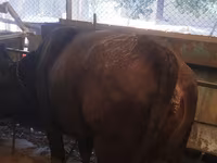 گاو ماده, Swiss cattle — عکس 5