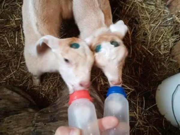 Billy Goat, Goats — Russia
