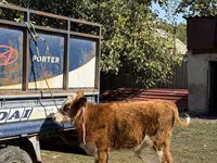 황소, Simmental cattle — 사진 3