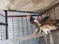 Chickens — Foto 2
