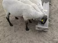Овен, Tsigai sheep — снимка 1