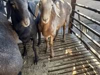 Montone, Rhon sheep — foto 1