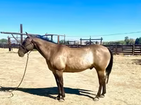 Cavallo, Quarter Horse — foto 7