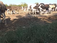 گاو نر, Russian Black pied cattle — عکس 2