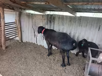 Koç, Arashan sheep — foto 5