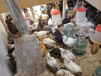 Chickens — zdjęcie 5