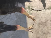 Chickens — снимка 2
