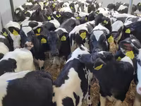 Toro, Ganado vacuno — foto 3