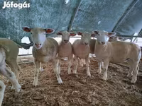 Koyun, Ile-de-France sheep — foto 1