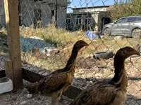 Chickens — عکس 2