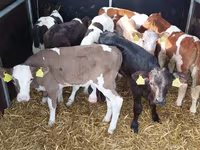 سانڈ, Simmental cattle — تصویر 1