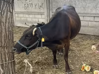 Lembu betina, Brown Latvian — foto 4