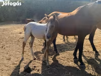 Асп, Appaloosa — акс 1
