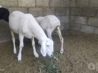 قوچ, گوسفند — عکس 2
