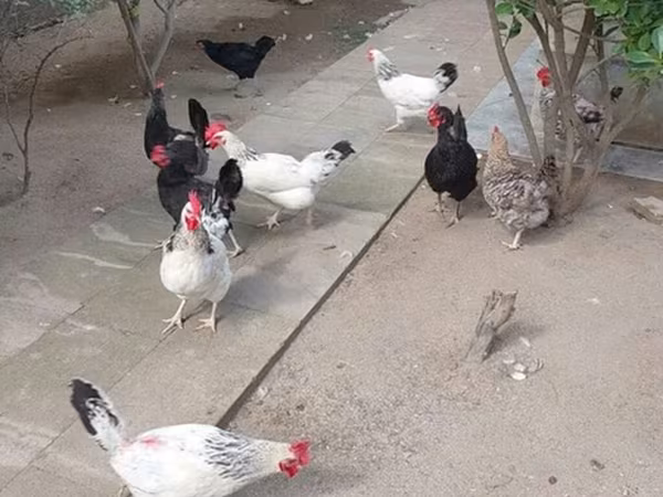 Chickens