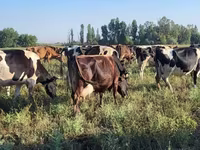 Lo’, Holstein breed — sawirka 1