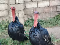 Turkeys — عکس 1