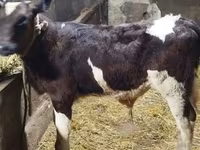 Bull, Simmental cattle — photo 3