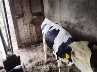 گائے, Russian Black pied cattle — تصویر 8