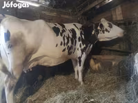 گائے, Russian Black pied cattle — تصویر 2