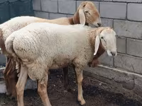 Ram, Arashan sheep — photo 4