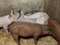 Scroafă, Porci — foto 4