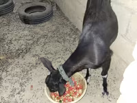 Koza, Alpine goat — zdjęcie 1