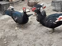 Ducks — फ़ोटो 3