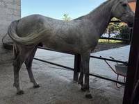 Aygır, Orlov Trotter — foto 1
